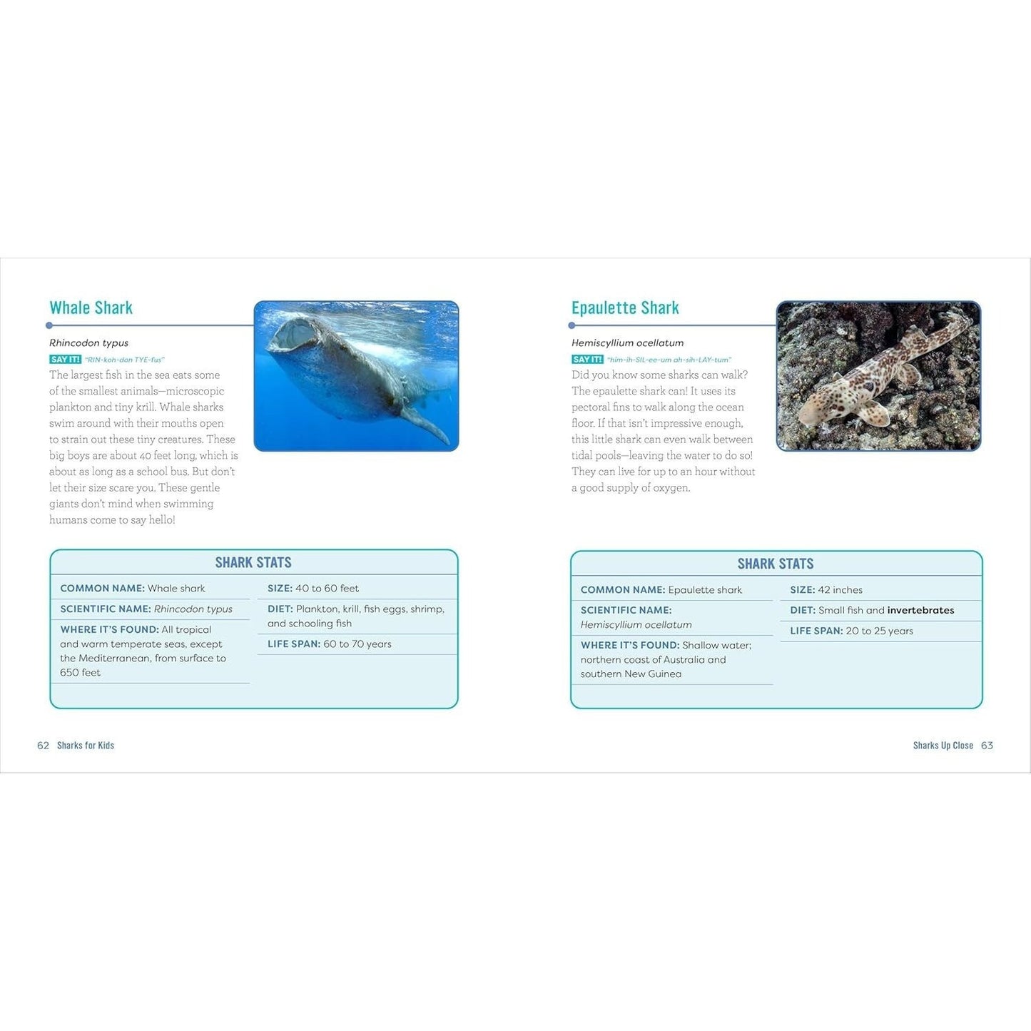 Sharks for Kids: A Junior Scientist's Guide to Great Whites, Hammerheads, and Other Sharks in the Sea