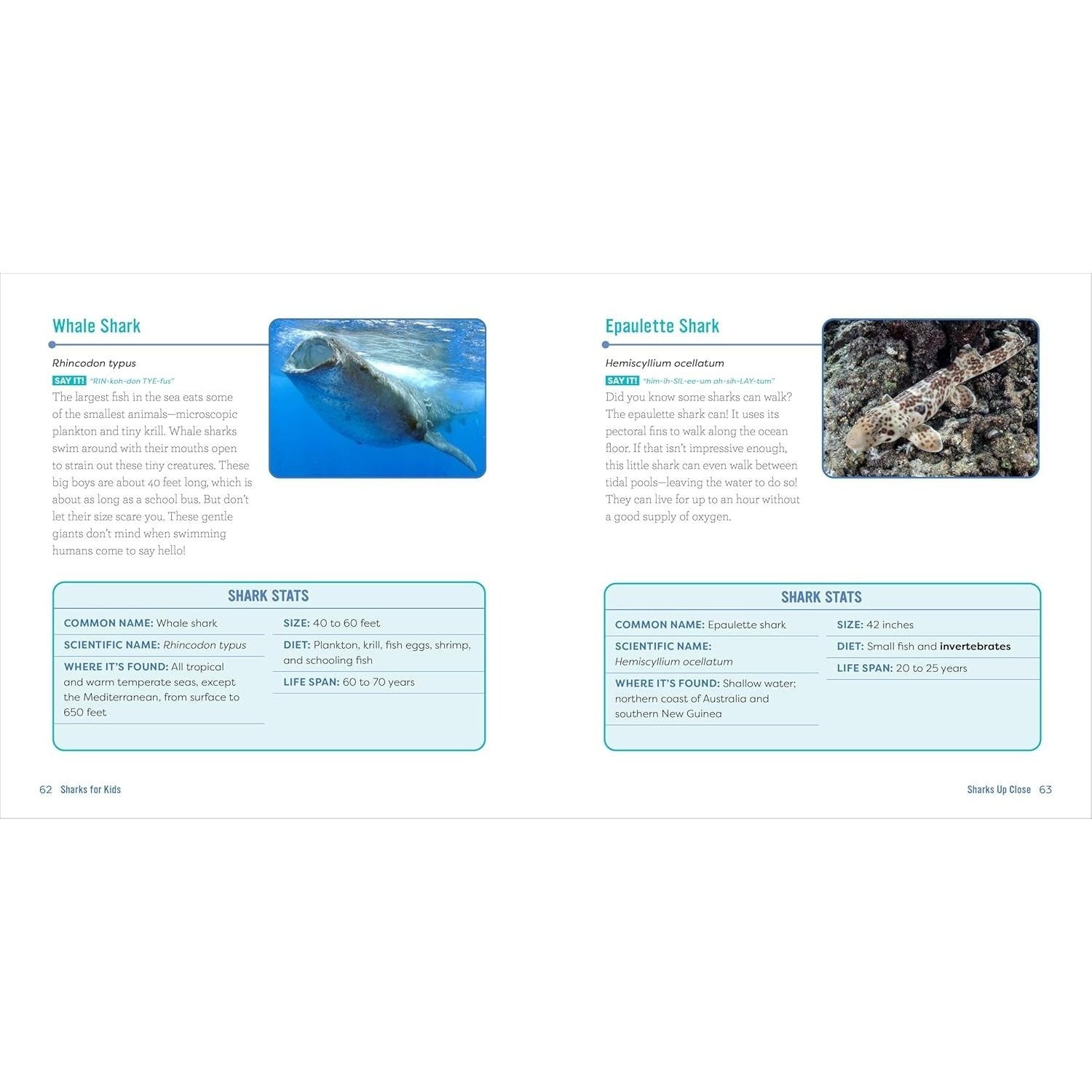 Sharks for Kids: A Junior Scientist's Guide to Great Whites, Hammerheads, and Other Sharks in the Sea