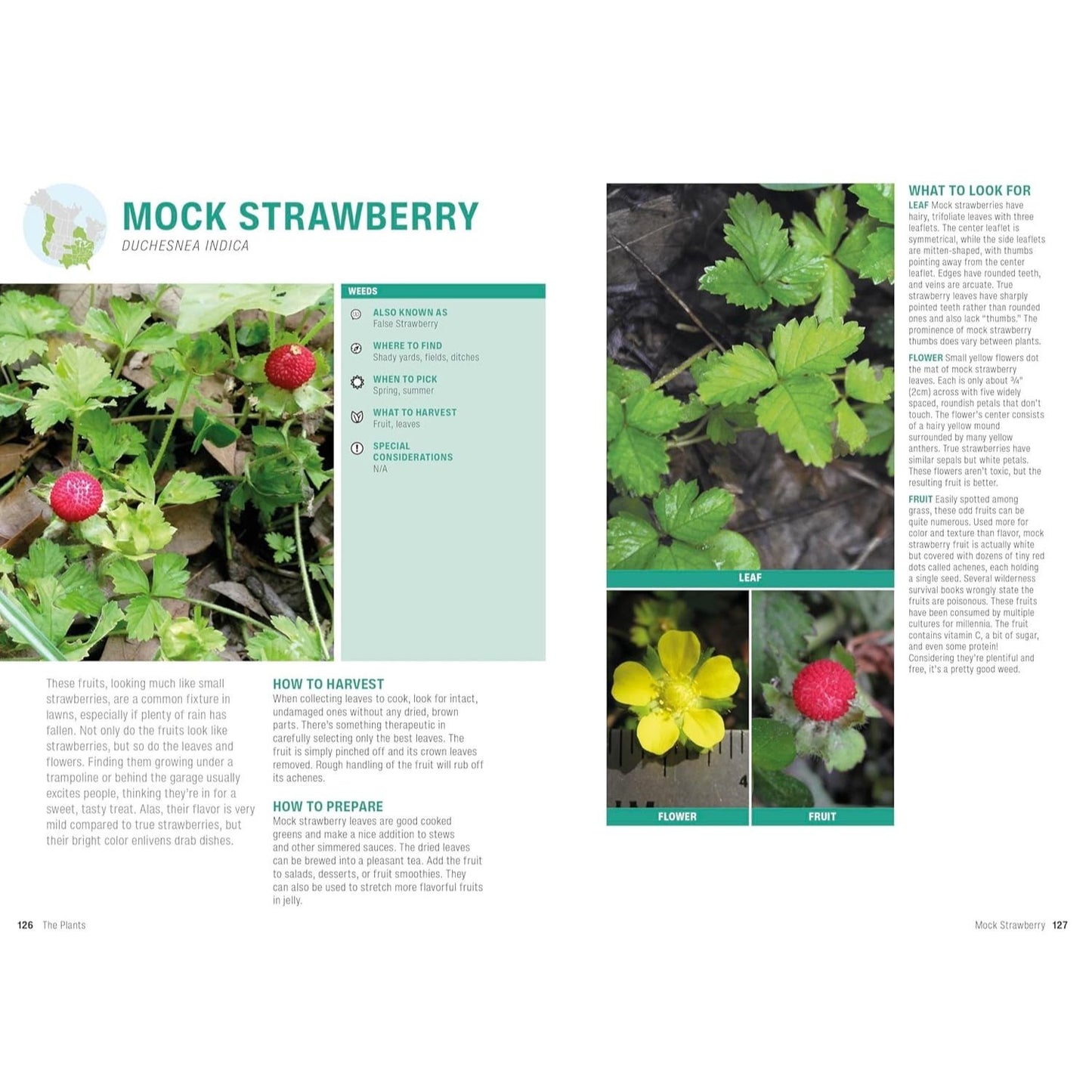 Foraging: Explore Nature's Bounty and Turn Your Foraged Finds Into Flavorful Feasts (Spiral Bound)