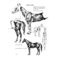The Art of Animal Drawing: Construction, Action Analysis, Caricature (Revised)