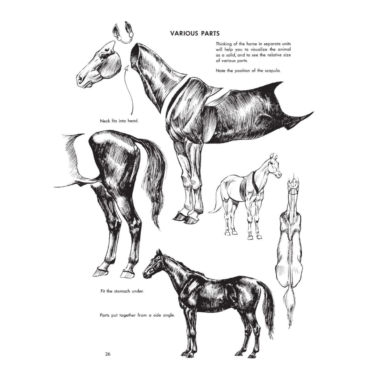 The Art of Animal Drawing: Construction, Action Analysis, Caricature (Revised)