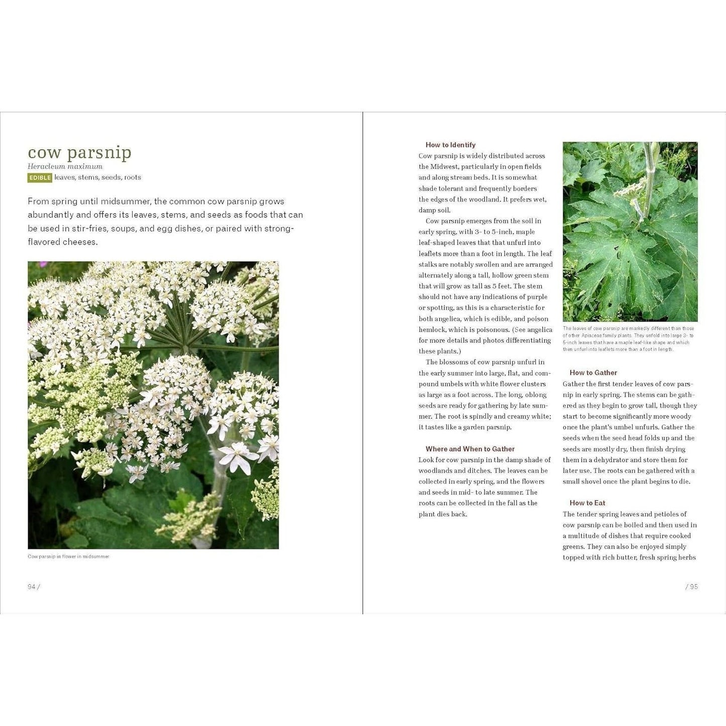 Midwest Foraging: 115 Wild and Flavorful Edibles from Burdock to Wild Peach