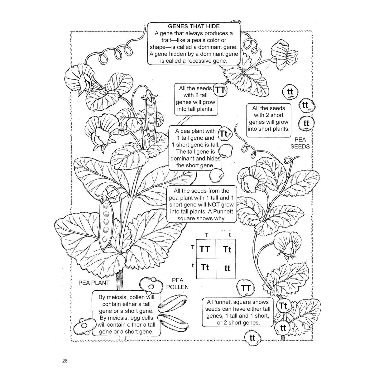 My First Book about Genetics