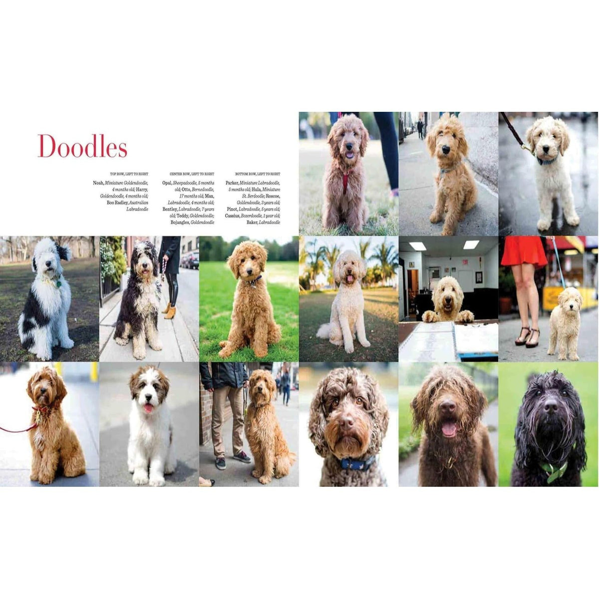 The Dogist: Photographic Encounters with 1,000 Dogs (Spiral Bound)