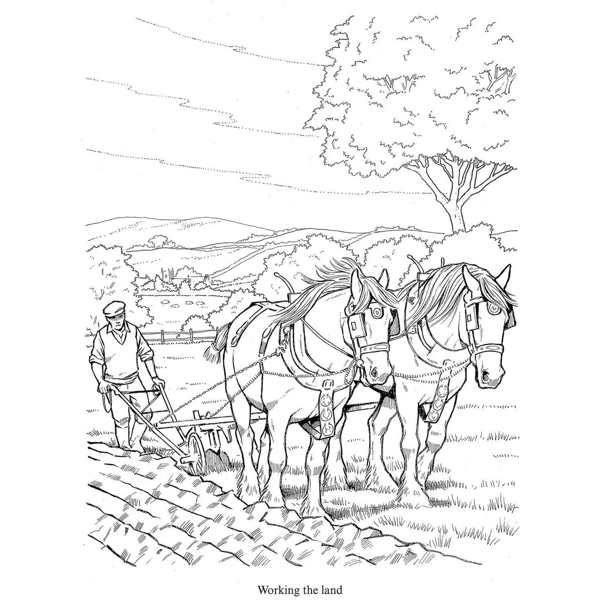 Wonderful World of Horses Coloring Book (Spiral Bound)