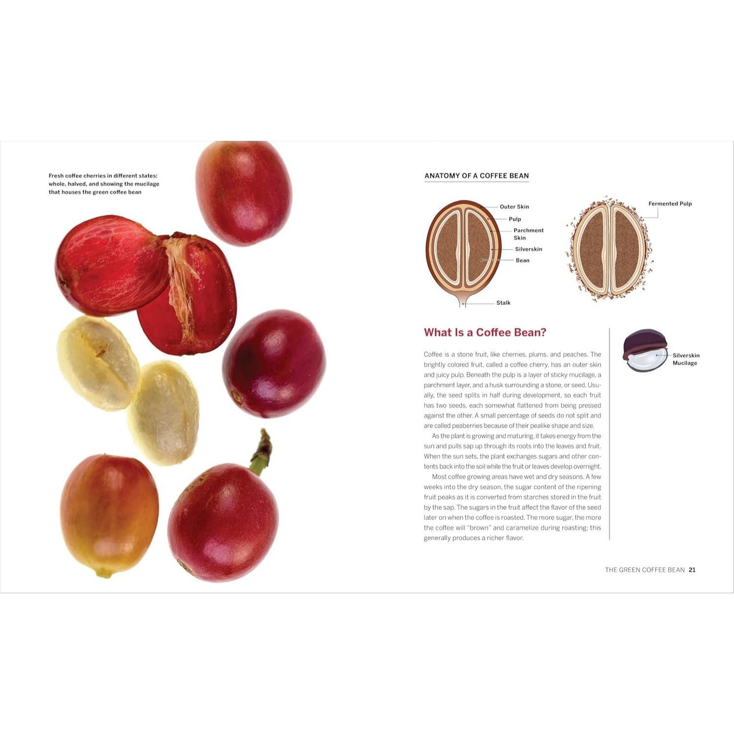 Coffee Roaster's Handbook: A How-To Guide for Home and Professional Roasters