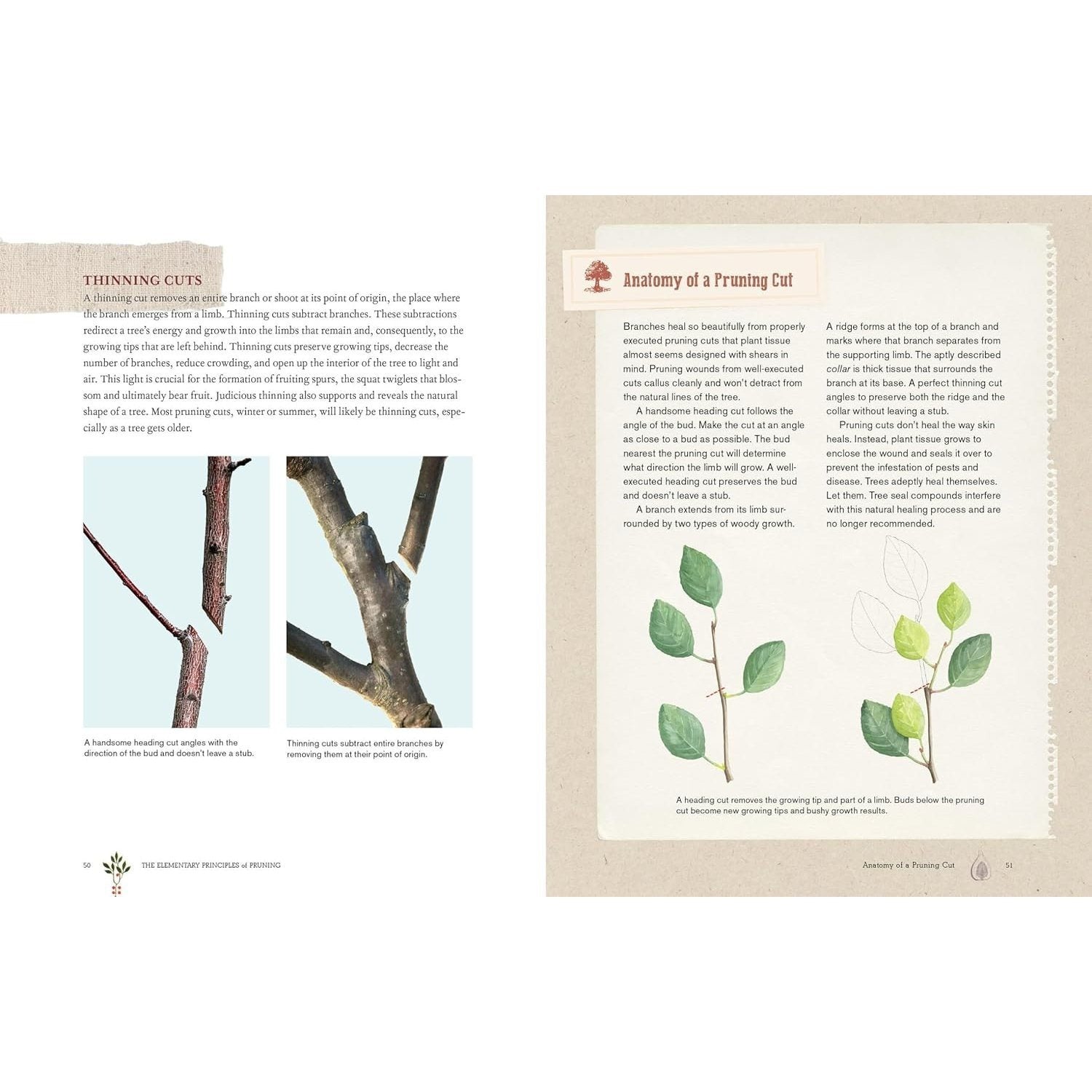 Grow a Little Fruit Tree: Simple Pruning Techniques for Small-Space, Easy-Harvest Fruit Trees (Spiral Bound)