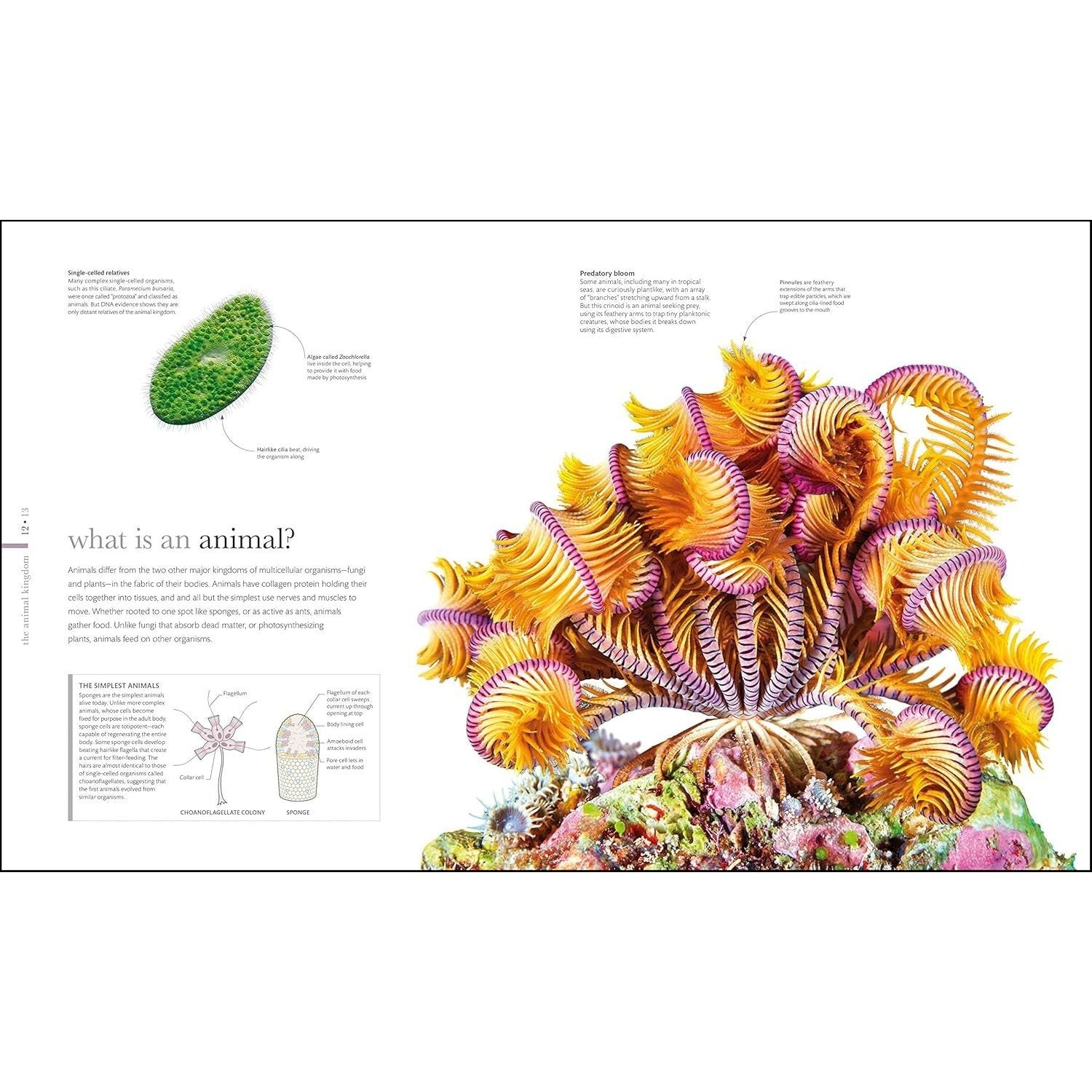 Zoology: Inside the Secret World of Animals (DK Secret World Encyclopedias) (Spiral Bound)