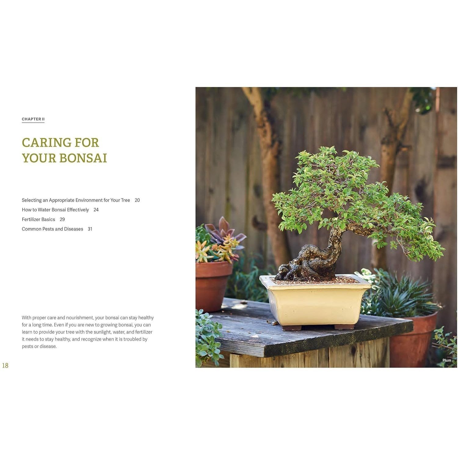 The Little Book of Bonsai: An Easy Guide to Caring for Your Bonsai Tree