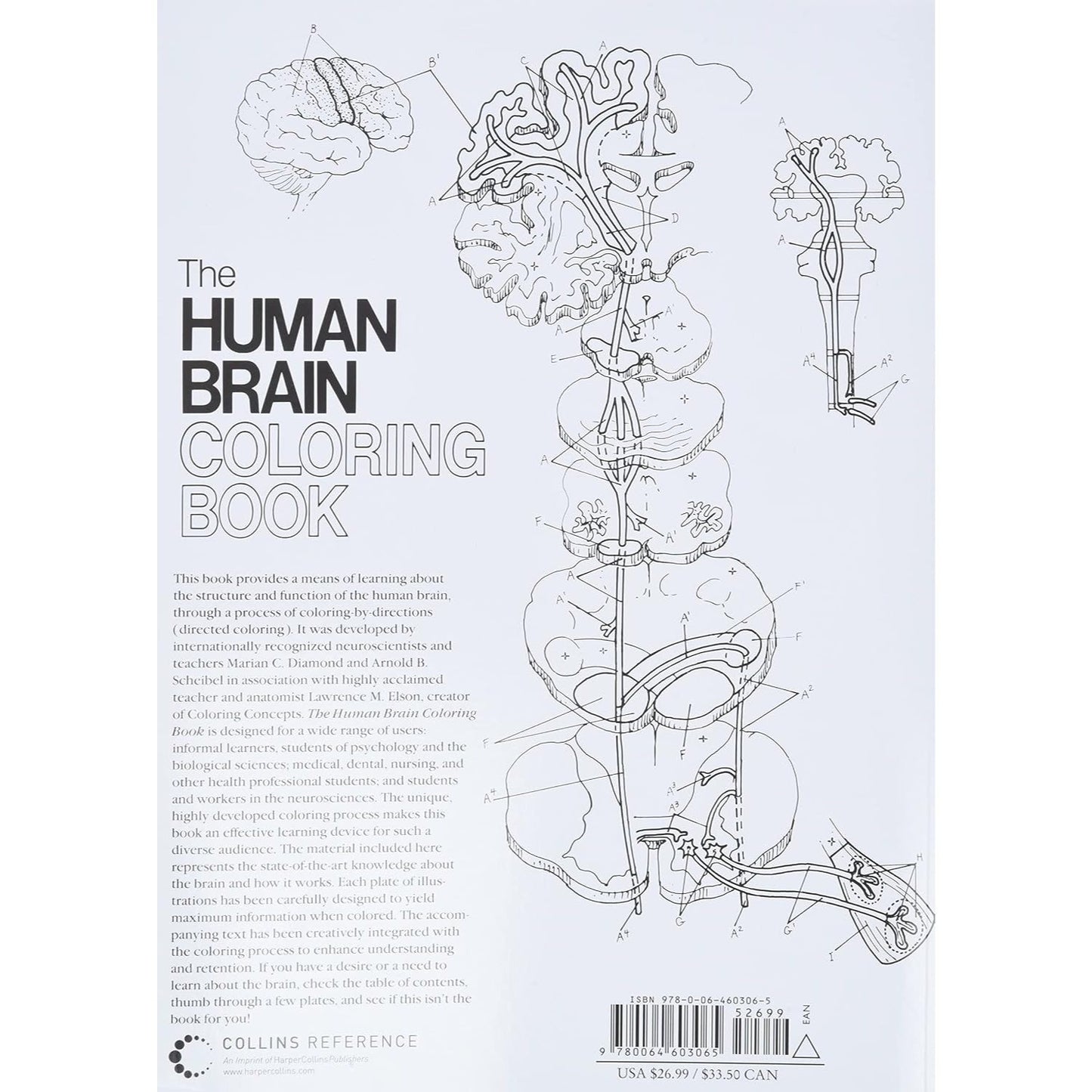 The Human Brain Coloring Book