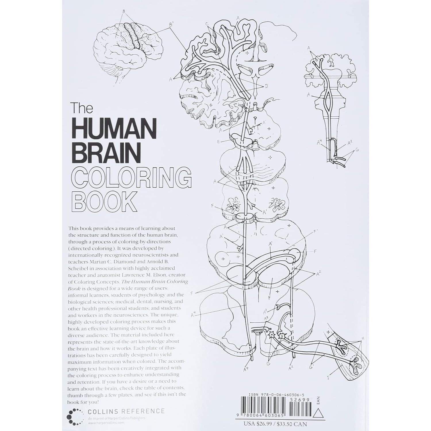 The Human Brain Coloring Book