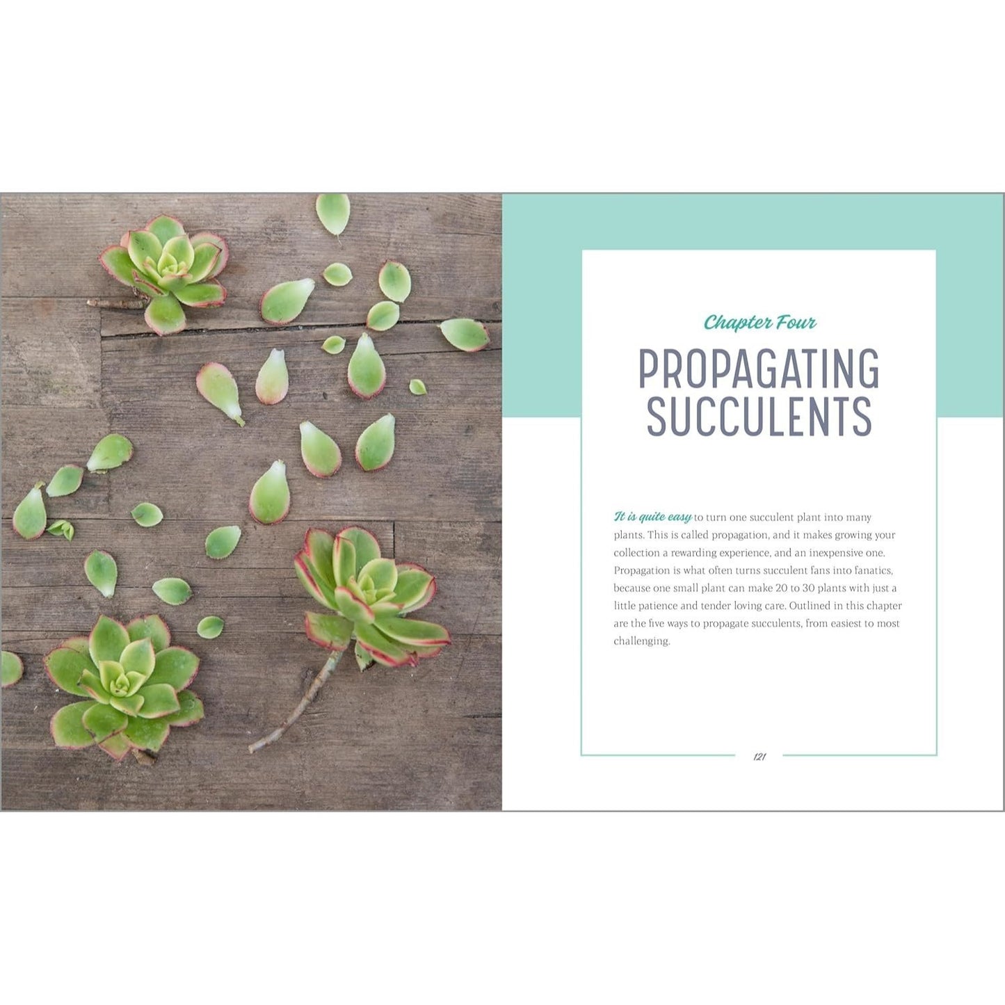 Essential Succulents: The Beginner's Guide