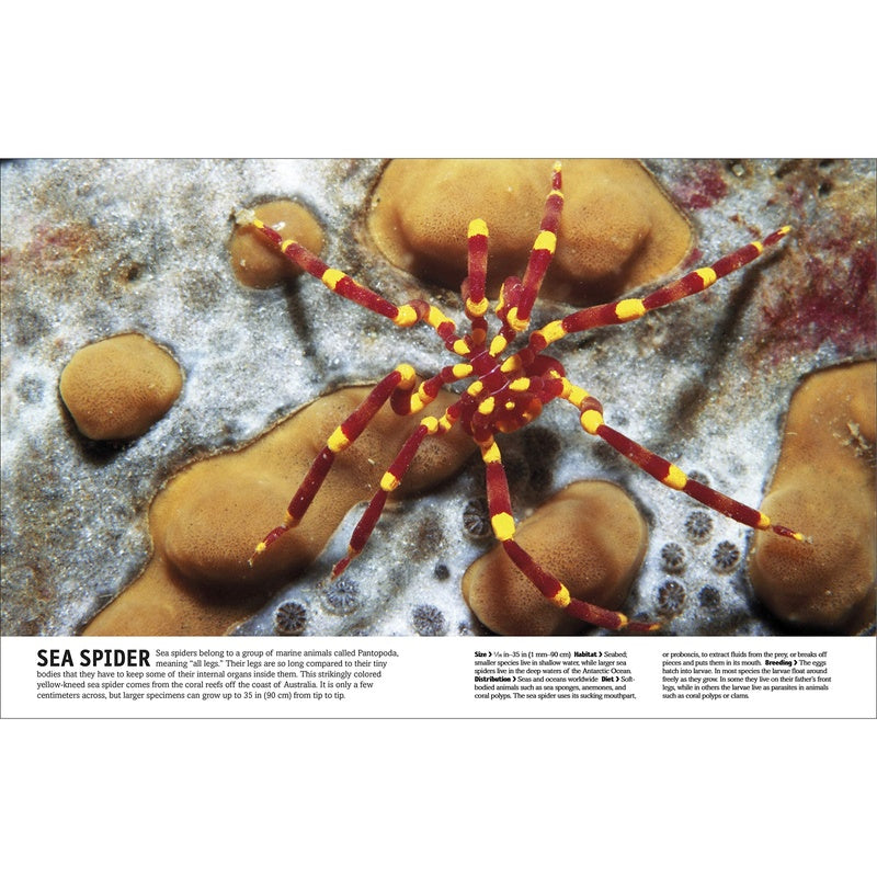 The Animal Book: A Visual Encyclopedia of Life on Earth (Spiral Bound)