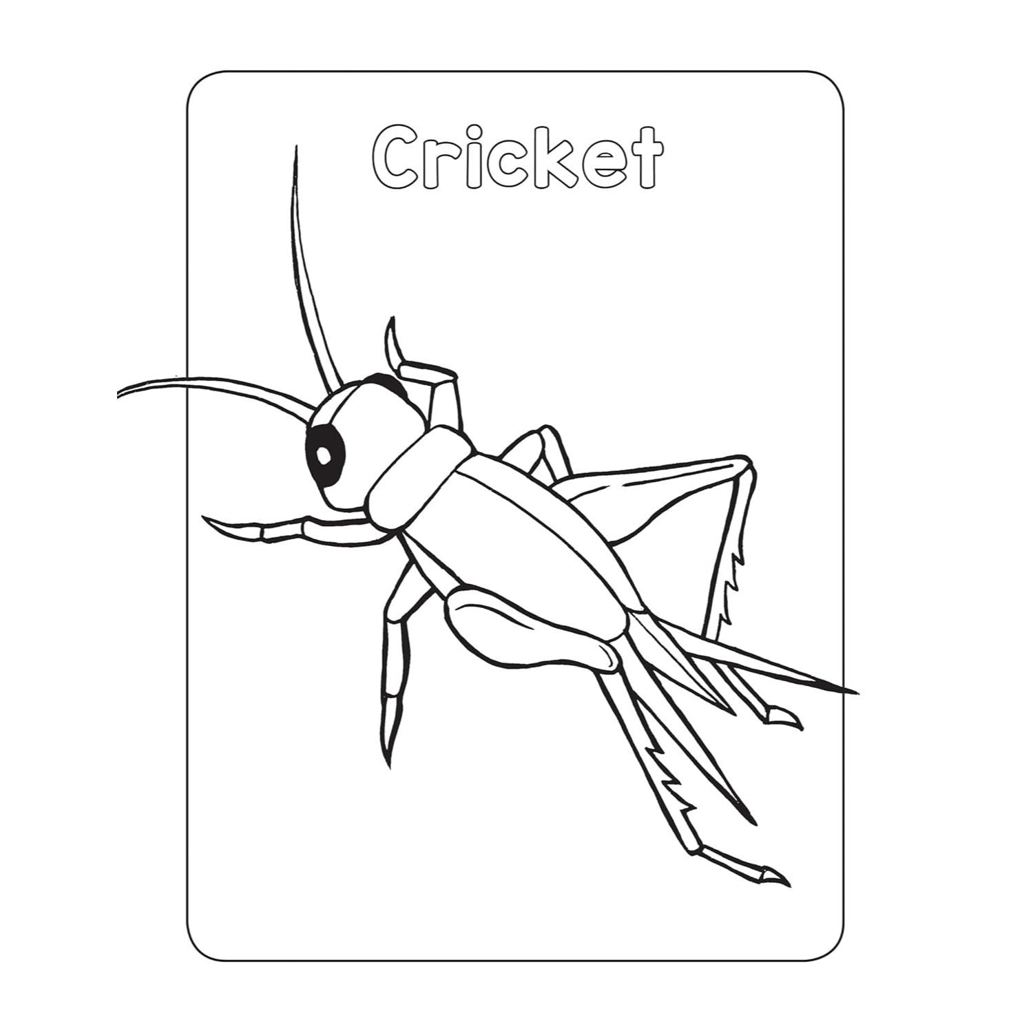 Bug Book for Kids: Coloring Fun and Awesome Facts (A Did You Know? Coloring Book) (Spiral Bound)