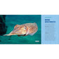 Ocean Animals for Kids: A Junior Scientist's Guide to Whales, Sharks, and Other Marine Life (Junior Scientists)