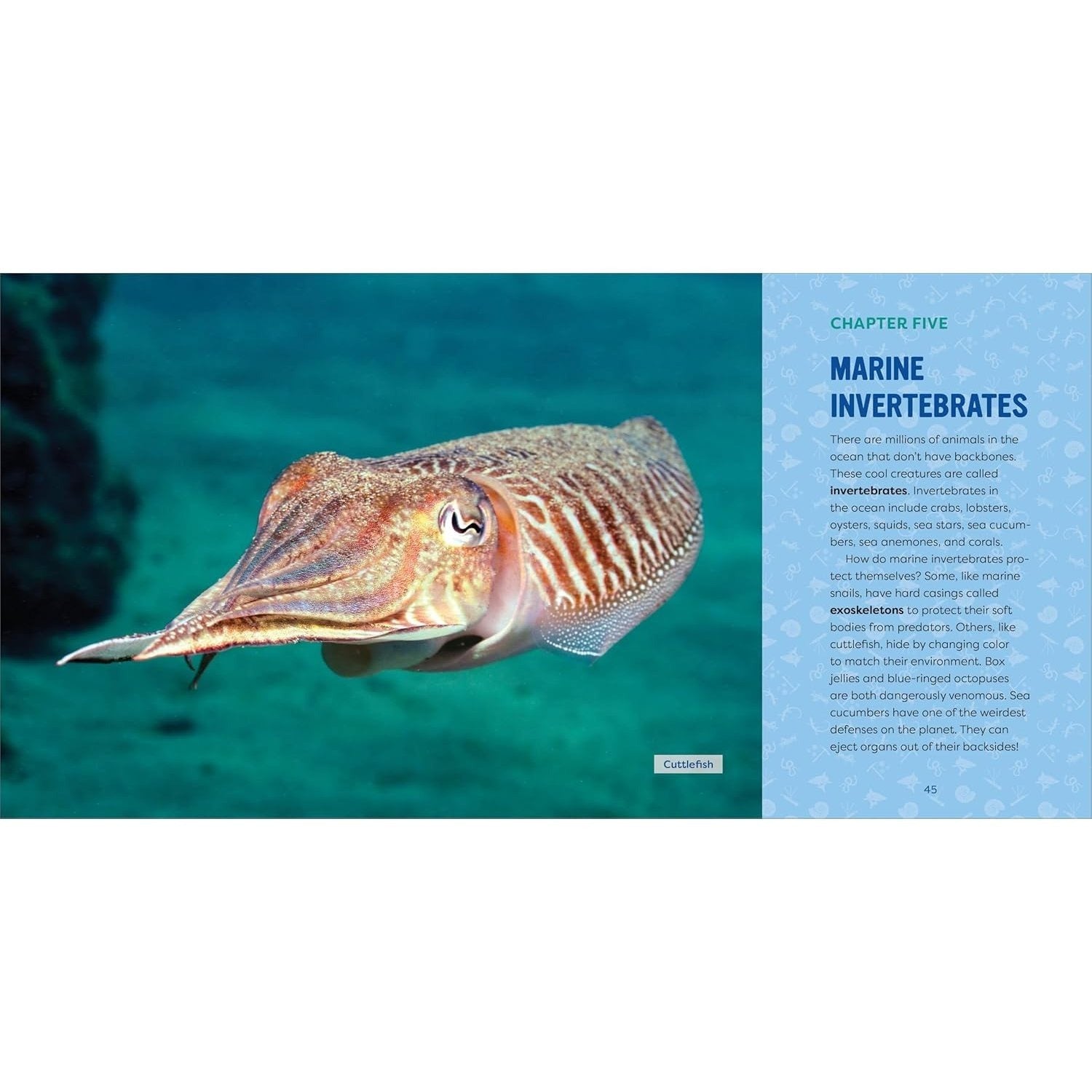 Ocean Animals for Kids: A Junior Scientist's Guide to Whales, Sharks, and Other Marine Life (Junior Scientists)