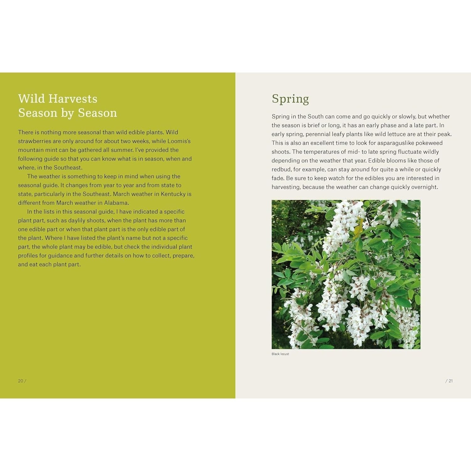 Southeast Foraging: 120 Wild and Flavorful Edibles from Angelica to Wild Plums (Regional Foraging) (Spiral Bound)