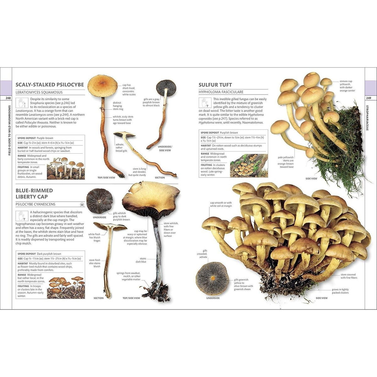 Mushrooms: How to Identify and Gather Wild Mushrooms and Other Fungi (Spiral Bound)