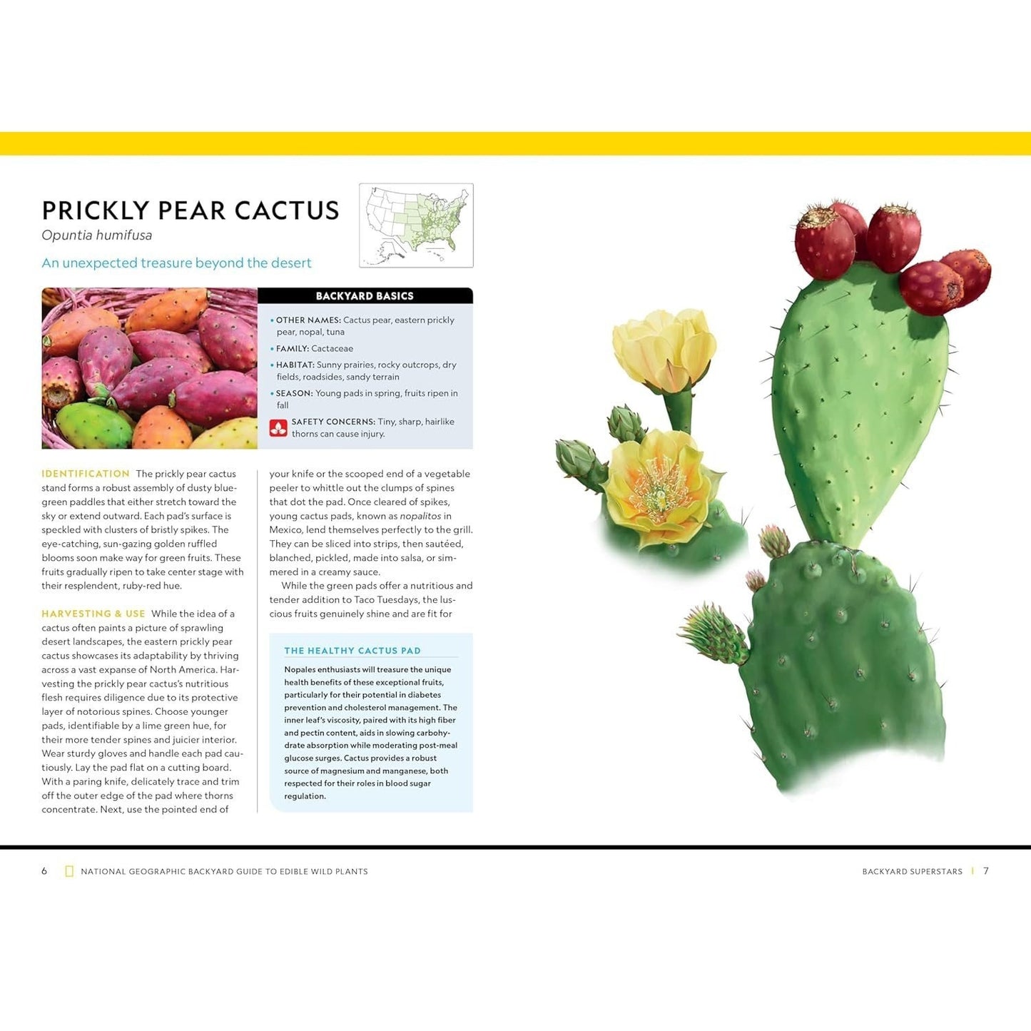 National Geographic Backyard Guide to Edible Wild Plants (National Geographic Backyard Guides)
