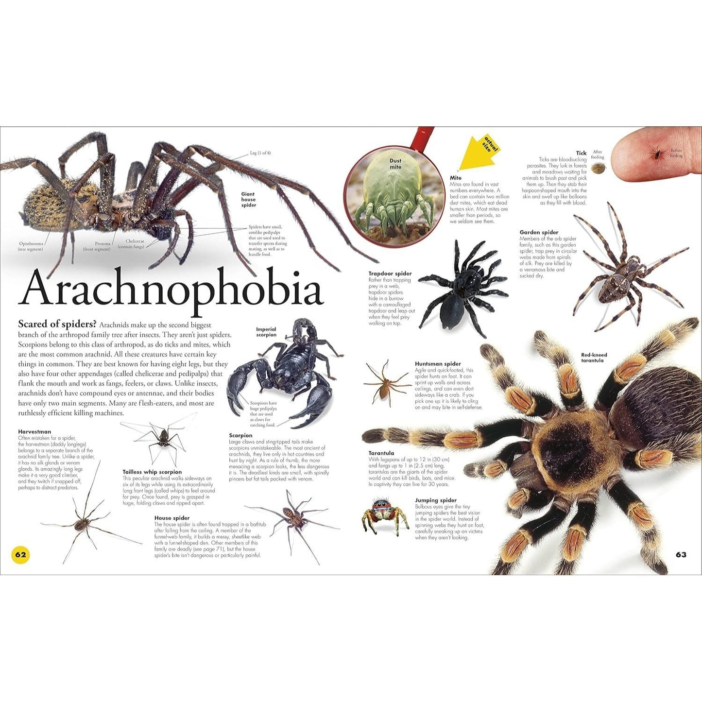 Everything You Need to Know about Bugs (Everything You Need to Know) (Spiral Bound)