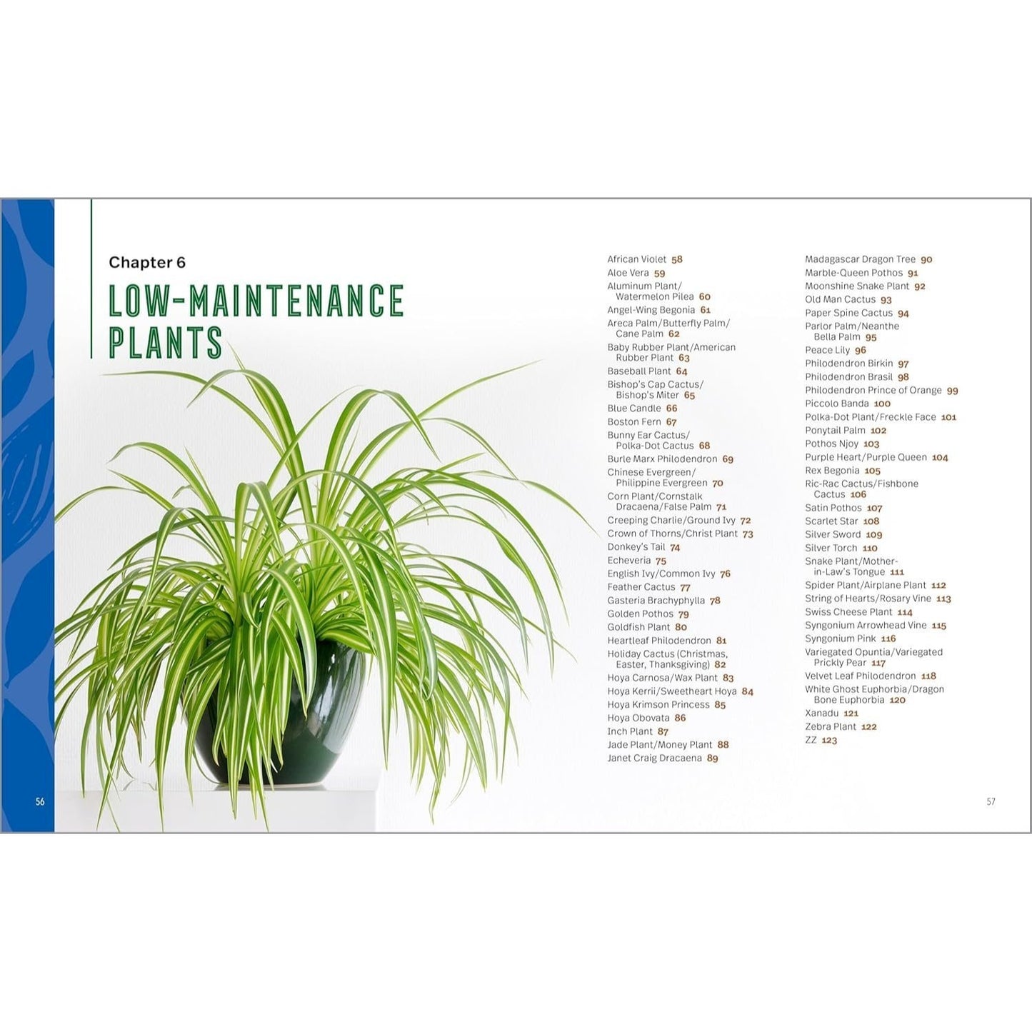 Houseplants for Beginners: A Practical Guide to Choosing, Growing, and Helping Your Plants Thrive