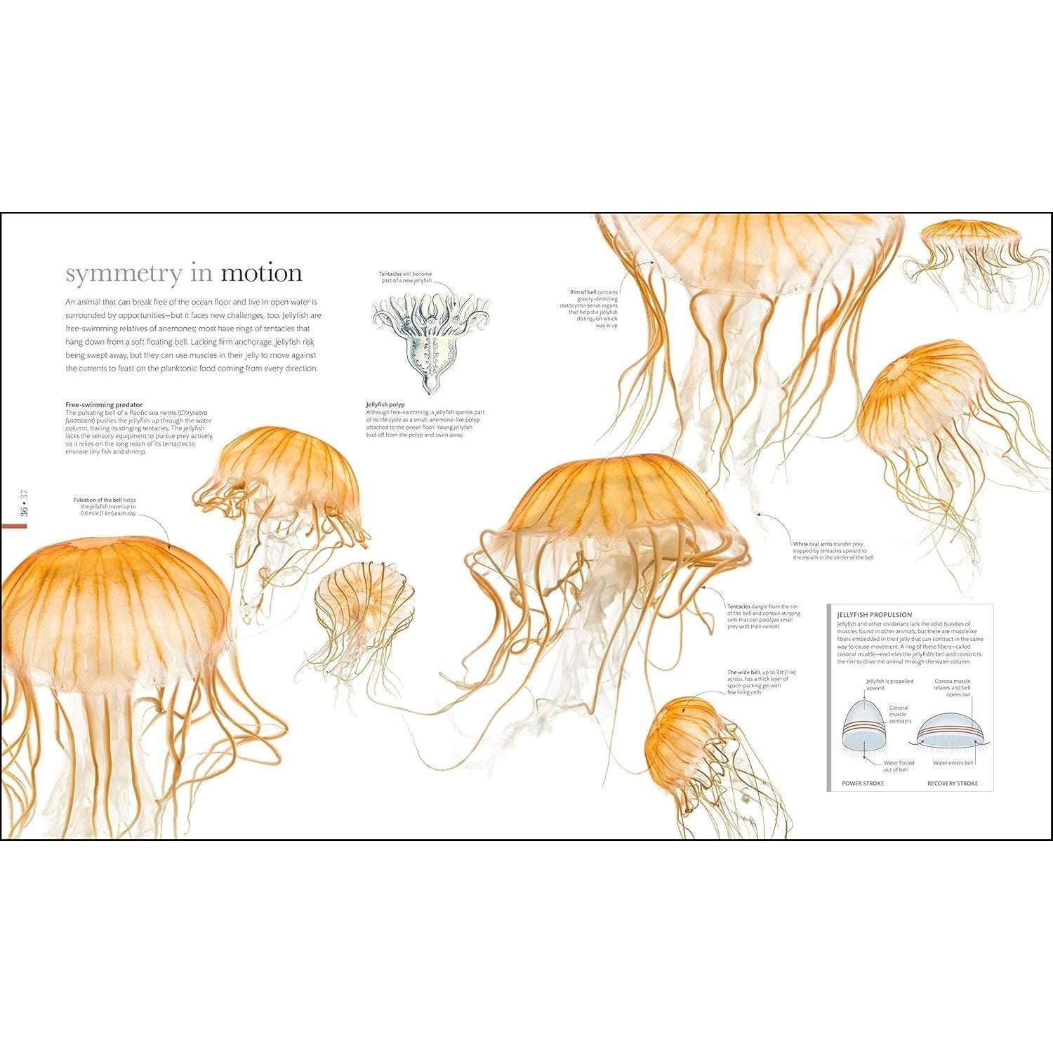 Zoology: Inside the Secret World of Animals (DK Secret World Encyclopedias) (Spiral Bound)