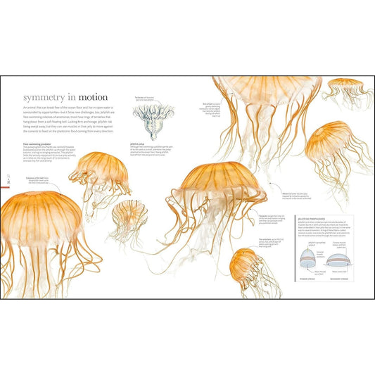 Zoology: Inside the Secret World of Animals (DK Secret World Encyclopedias) (Spiral Bound)