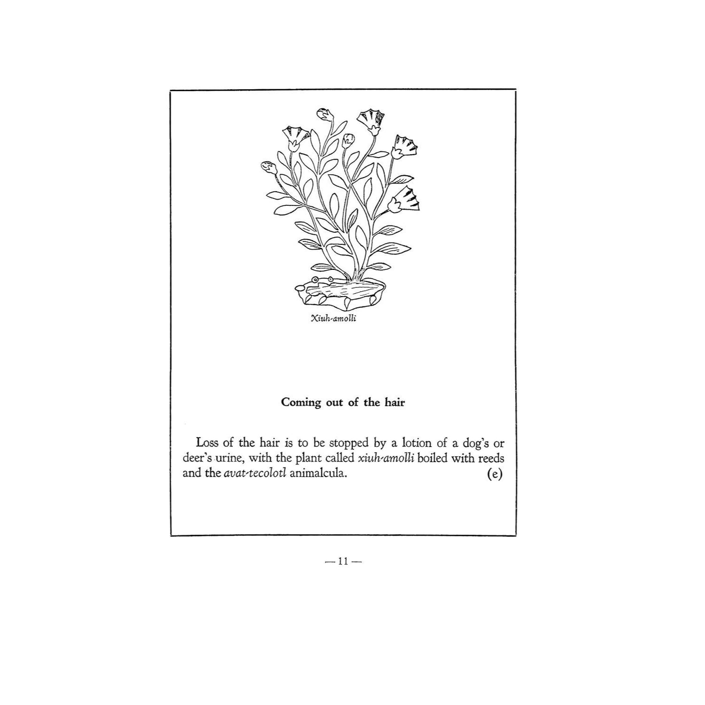 An Aztec Herbal: The Classic Codex of 1552