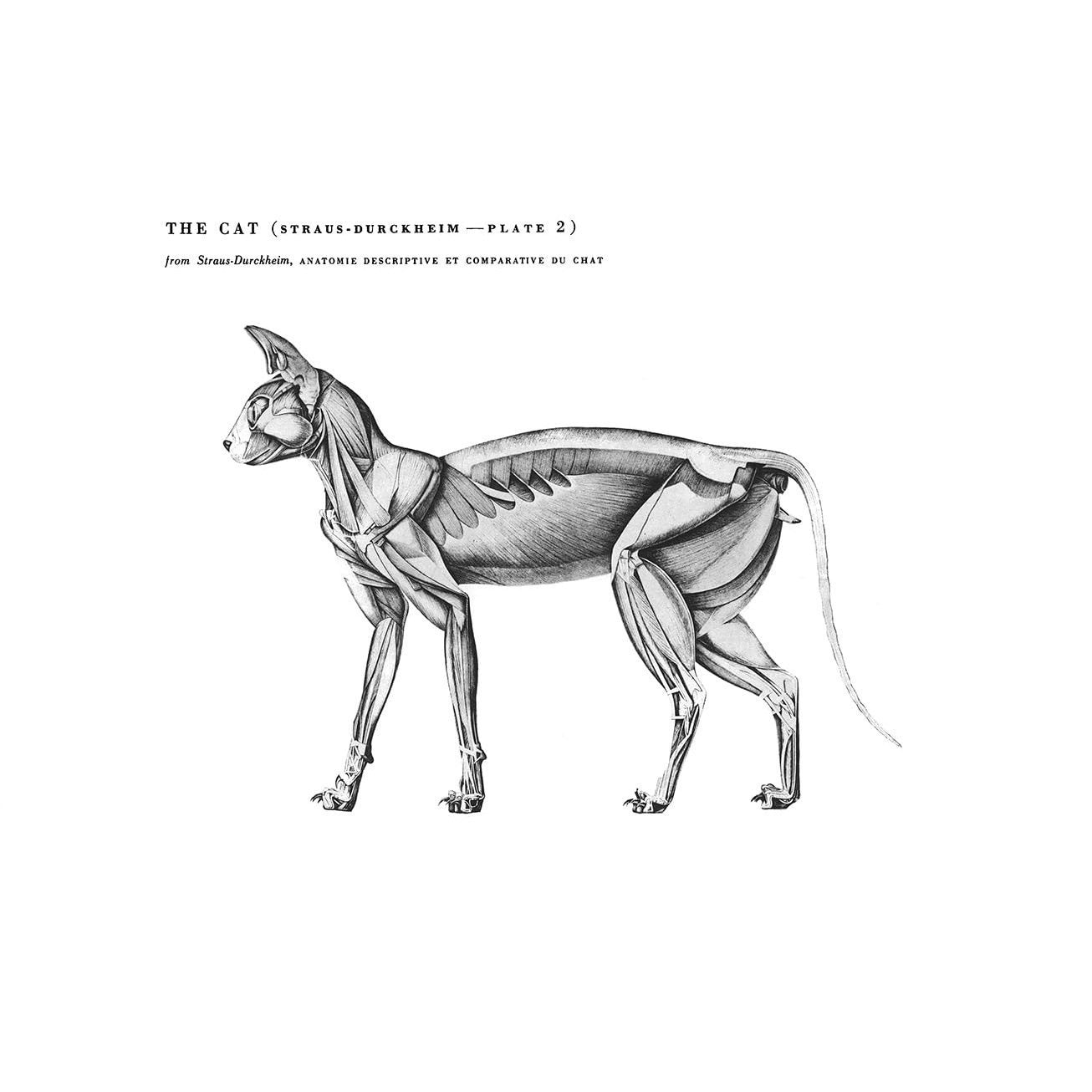 An Atlas of Animal Anatomy for Artists