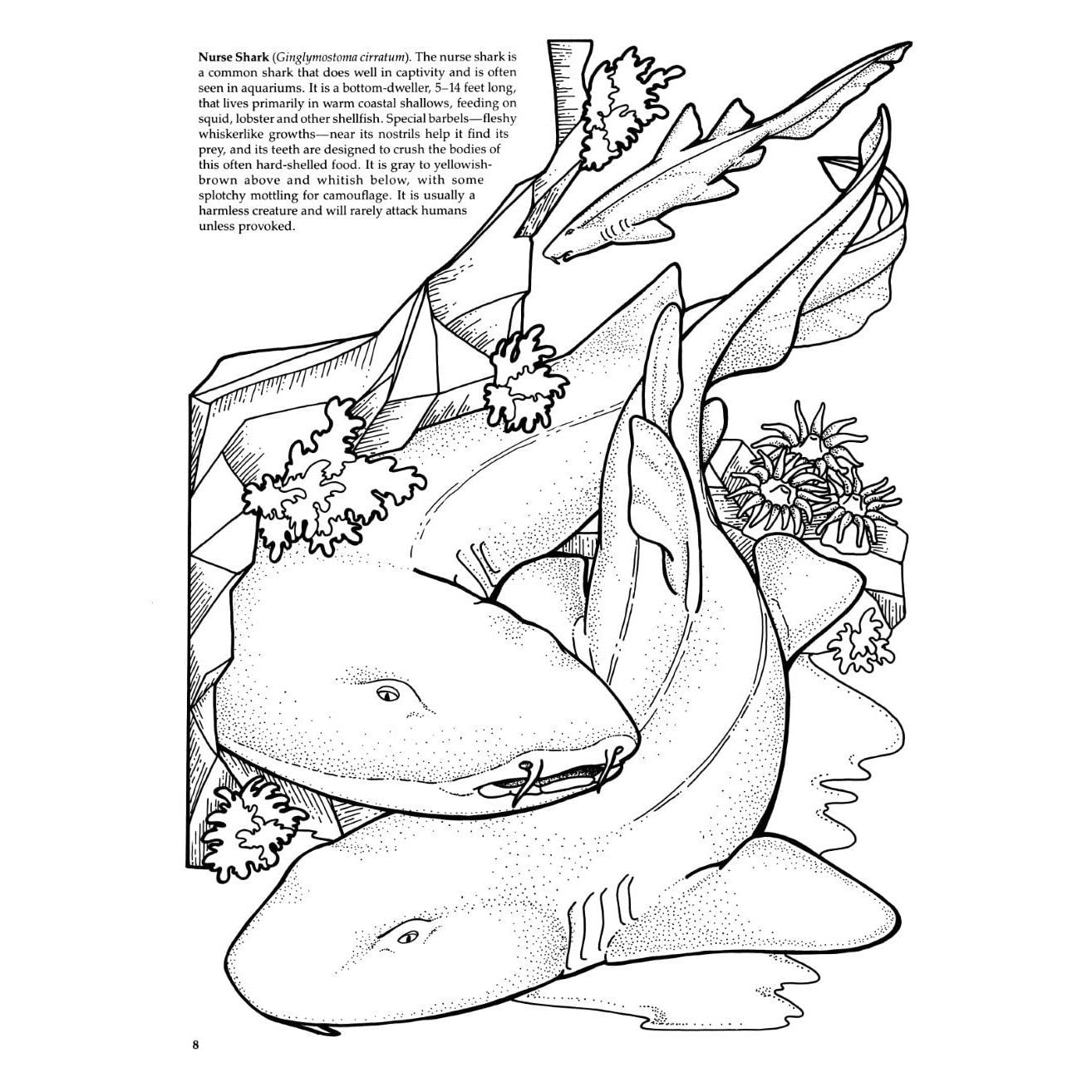 Sharks of the World Coloring Book