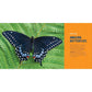 Butterflies for Kids: A Junior Scientist's Guide to the Butterfly Life Cycle and Beautiful Species to Discover