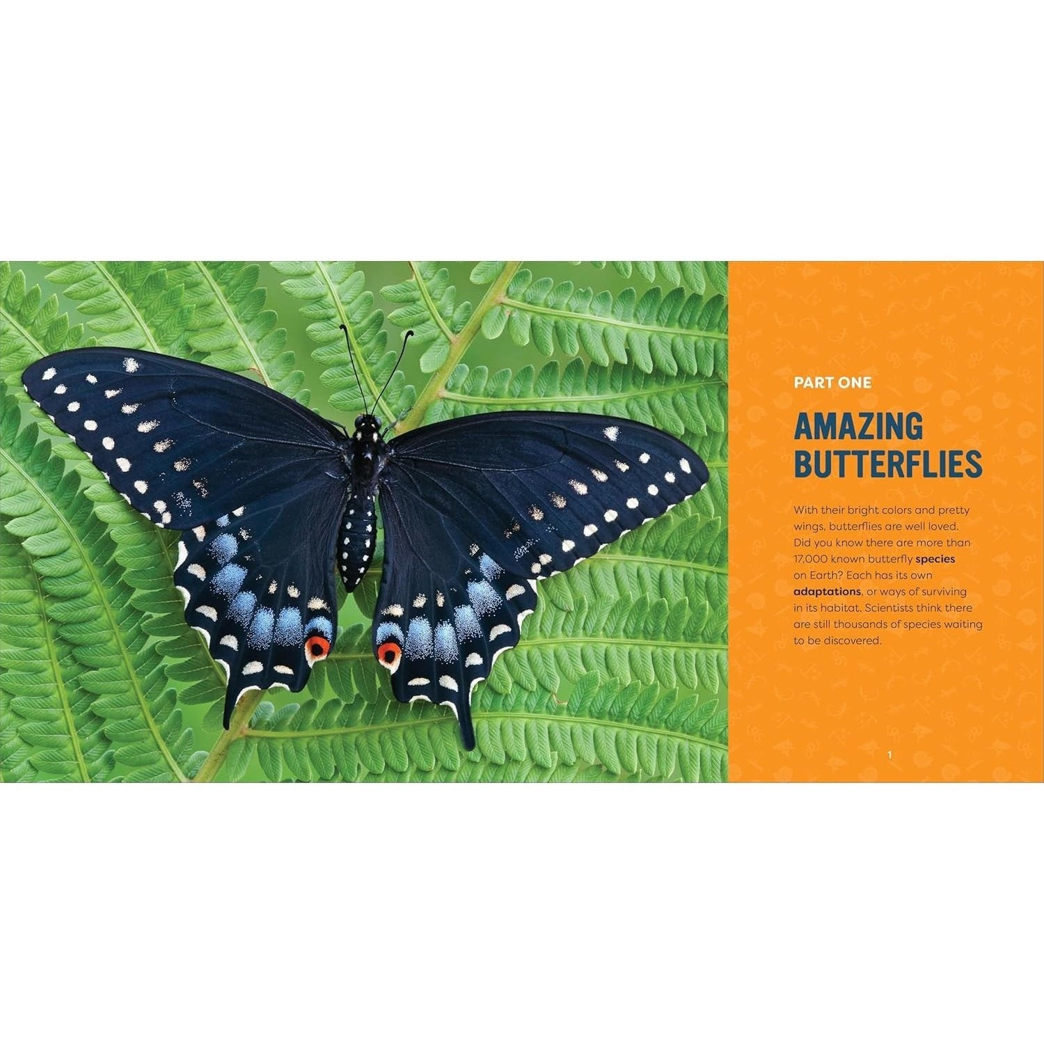 Butterflies for Kids: A Junior Scientist's Guide to the Butterfly Life Cycle and Beautiful Species to Discover