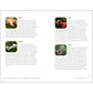 Beginner's Guide to Safely Foraging for Wild Mushrooms: Identifying and Collecting Mushrooms Sustainably with Confidence