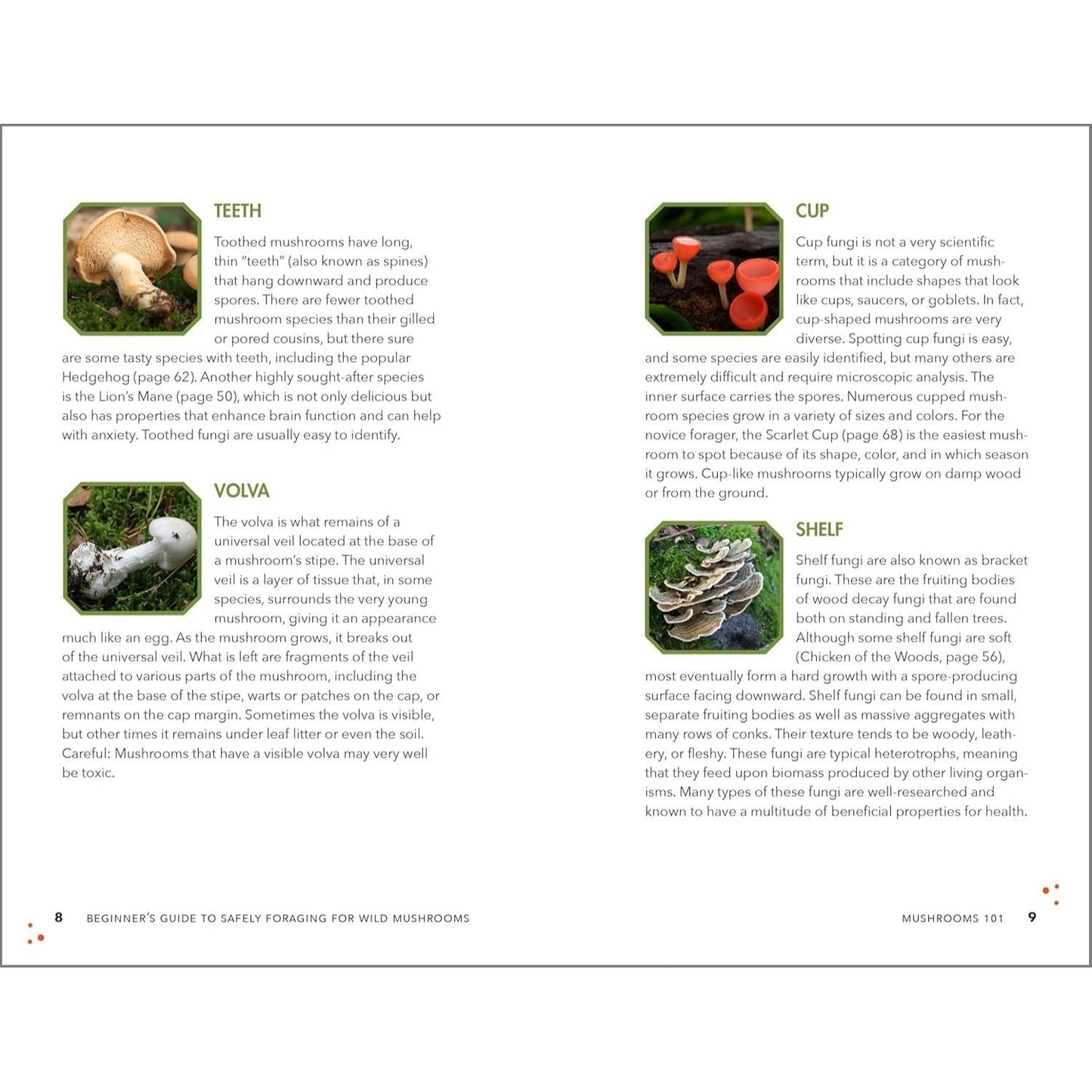Beginner's Guide to Safely Foraging for Wild Mushrooms: Identifying and Collecting Mushrooms Sustainably with Confidence