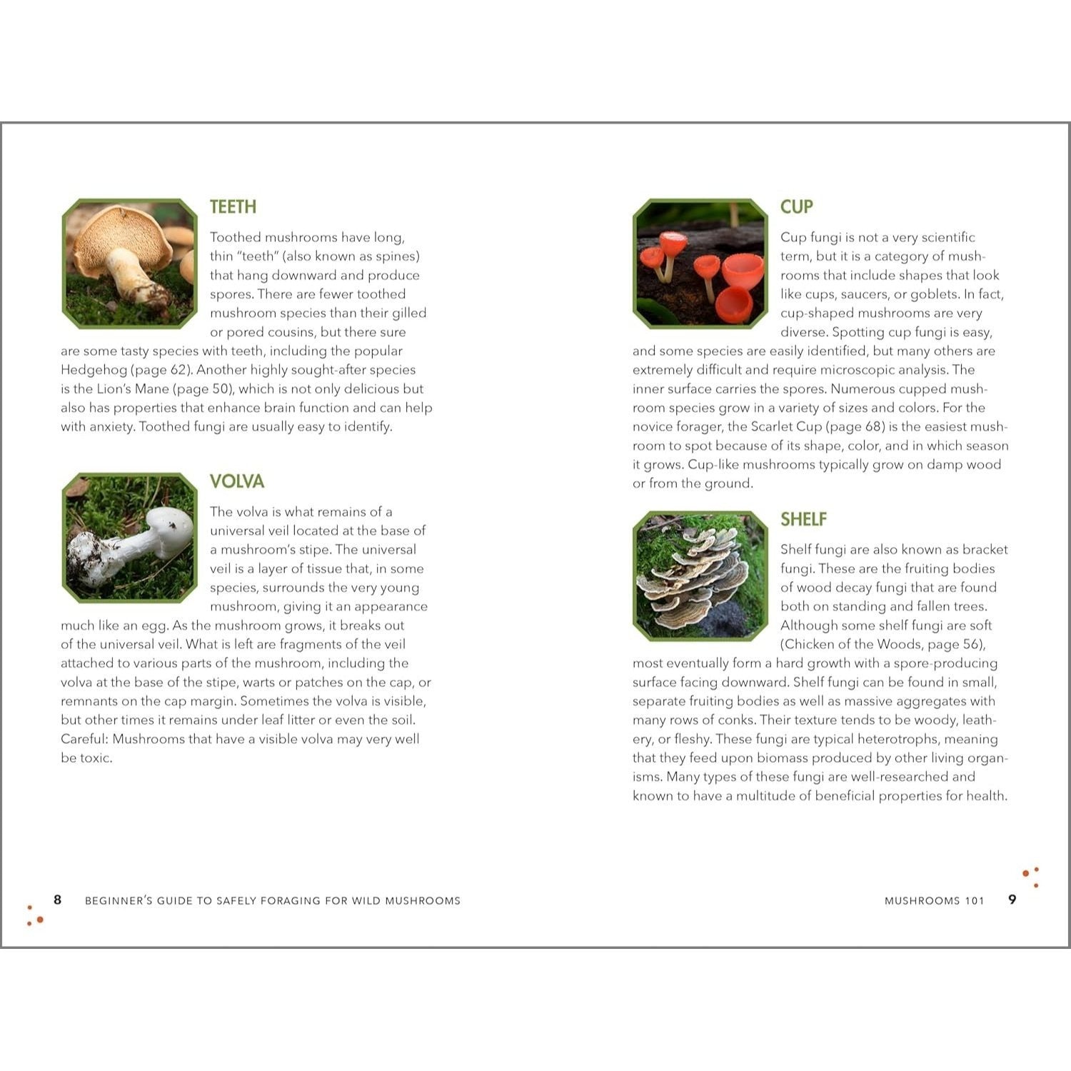 Beginner's Guide to Safely Foraging for Wild Mushrooms: Identifying and Collecting Mushrooms Sustainably with Confidence