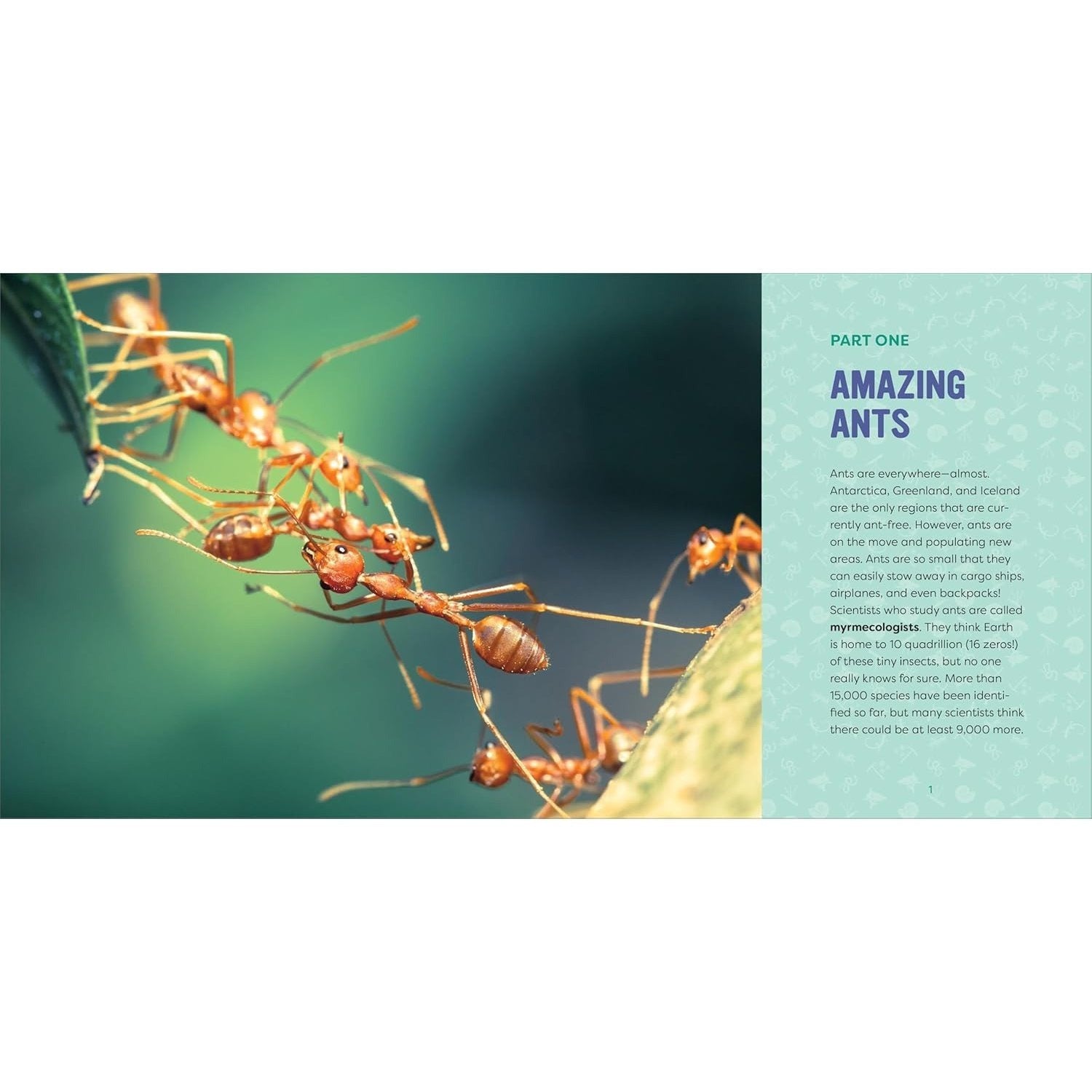 Ants for Kids: A Junior Scientist's Guide to Queens, Drones, and the Hidden World of Ants (Junior Scientists)