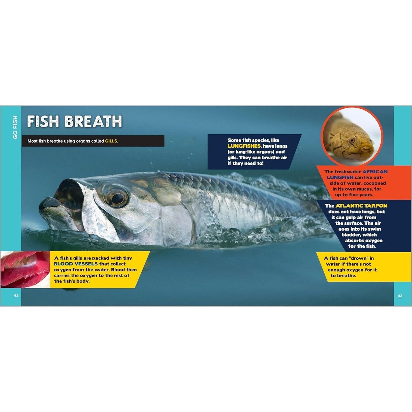 The Fascinating Ocean Book for Kids: 500 Incredible Facts!