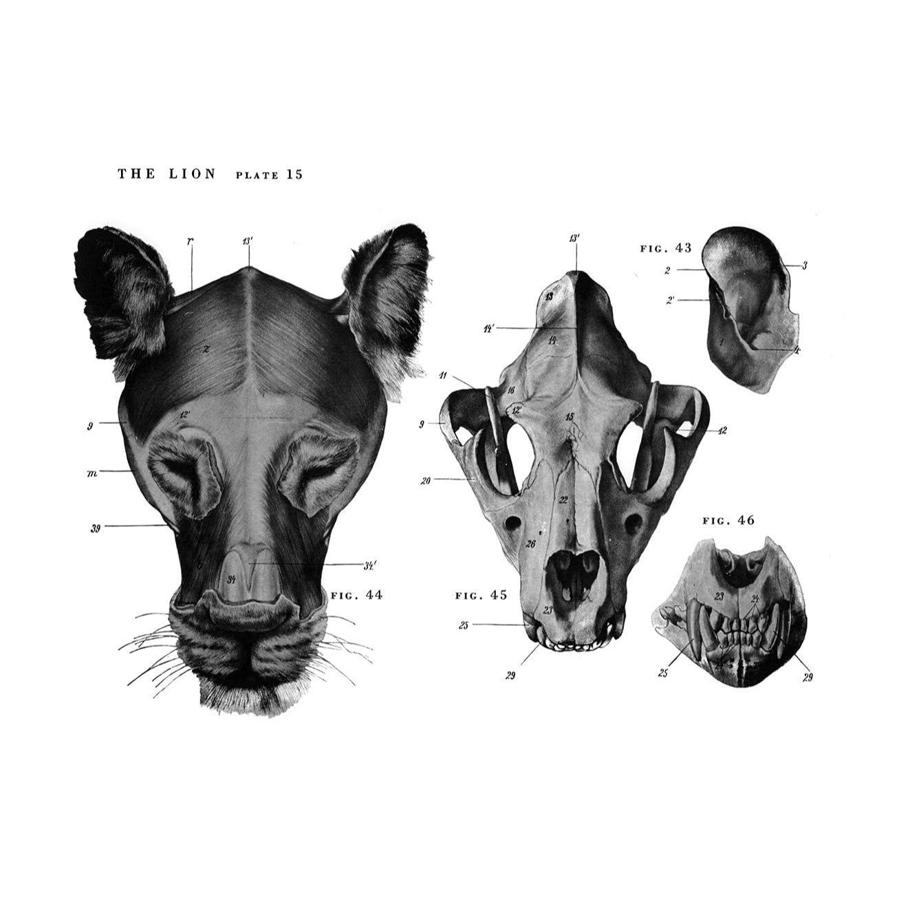 An Atlas of Animal Anatomy for Artists
