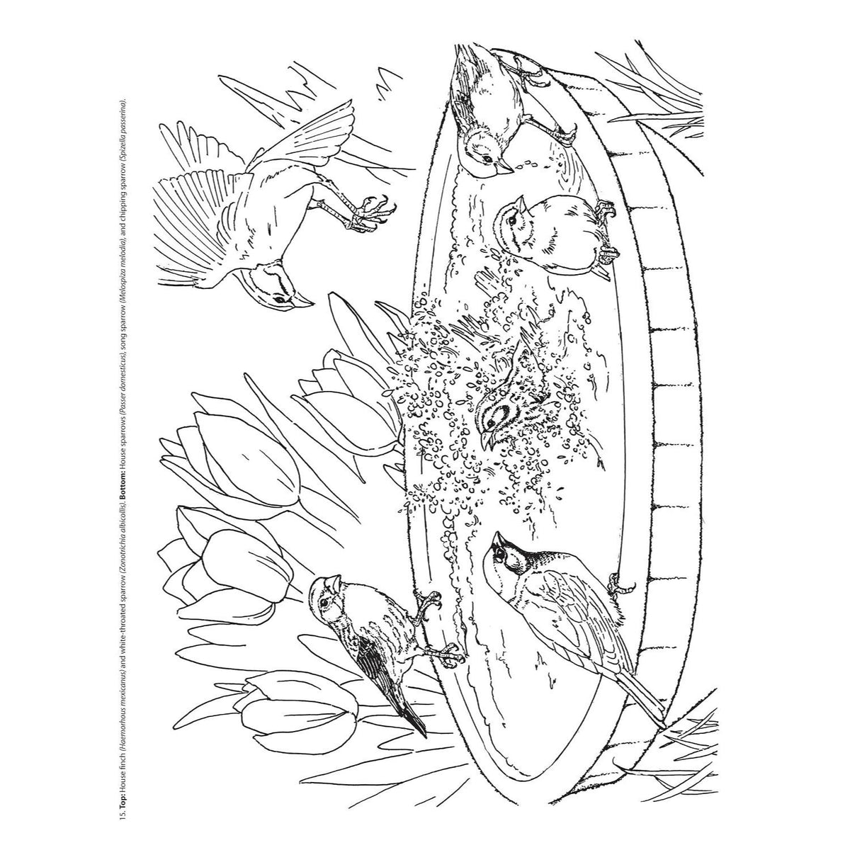 Creative Haven Beautiful Birds Coloring Book