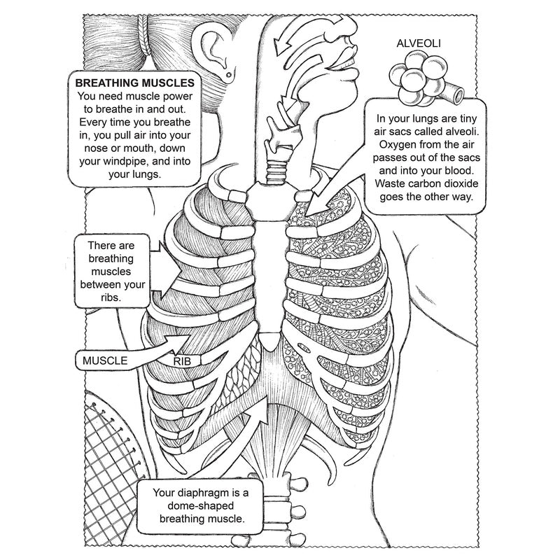 My First Human Body Book Coloring Book (Green) (Spiral Bound)