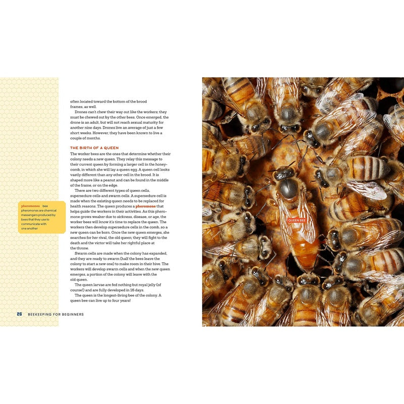 Beekeeping for Beginners: How to Raise Your First Bee Colonies (Spiral Bound)
