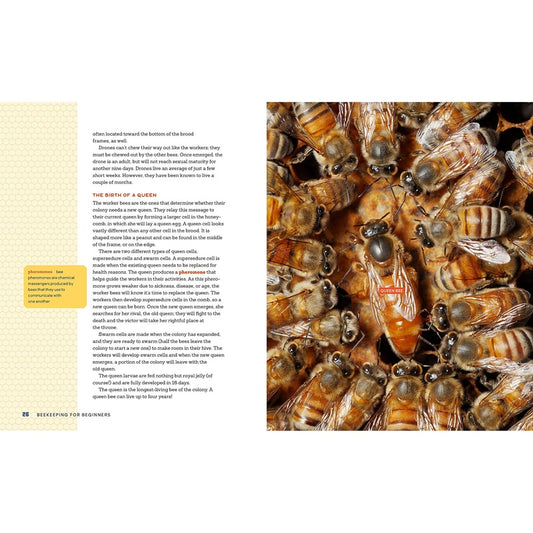 Beekeeping for Beginners: How to Raise Your First Bee Colonies (Spiral Bound)