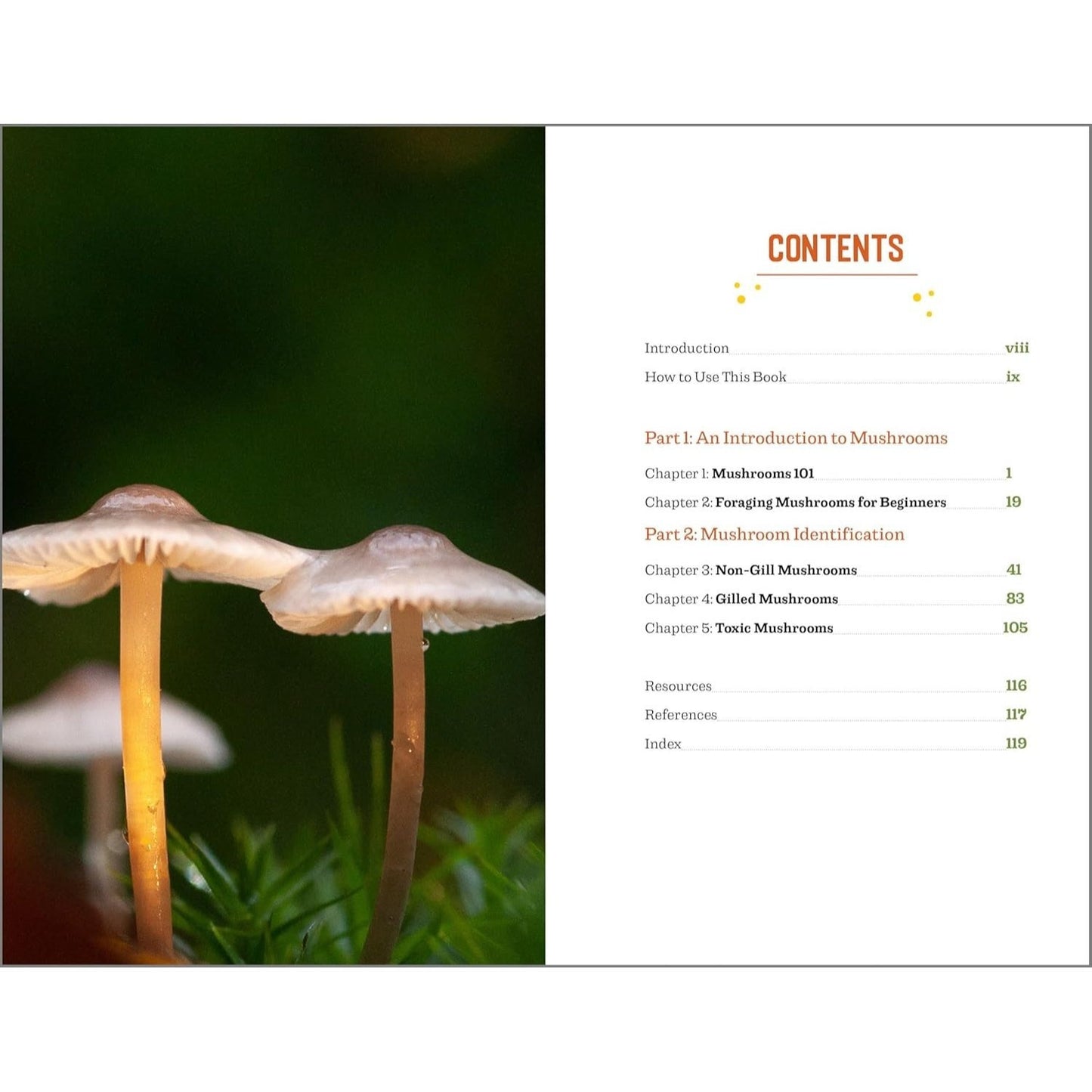 Beginner's Guide to Safely Foraging for Wild Mushrooms: Identifying and Collecting Mushrooms Sustainably with Confidence