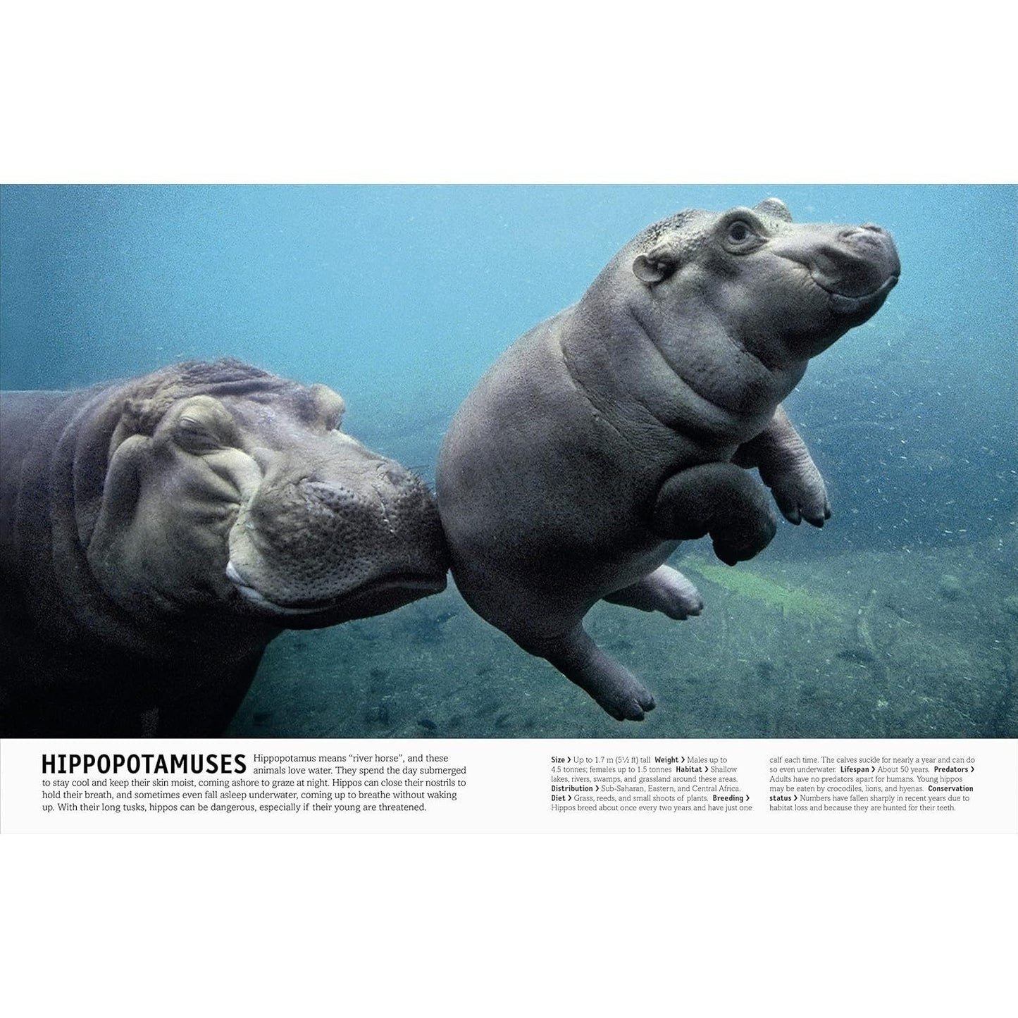 The Animal Book: A Visual Encyclopedia of Life on Earth (Spiral Bound)