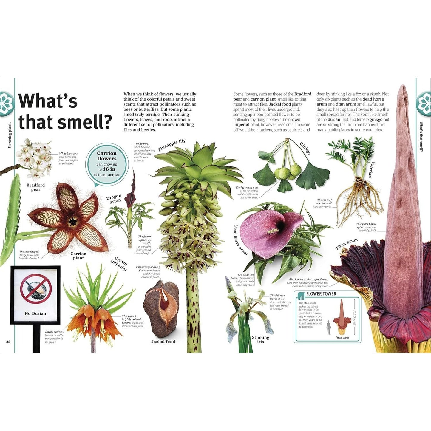 Trees, Leaves, Flowers and Seeds: A Visual Encyclopedia of the Plant Kingdom (DK Our World in Pictures) (Spiral Bound)