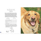 Home Cooking for Your Dog: 75 Holistic Recipes for a Healthier Dog