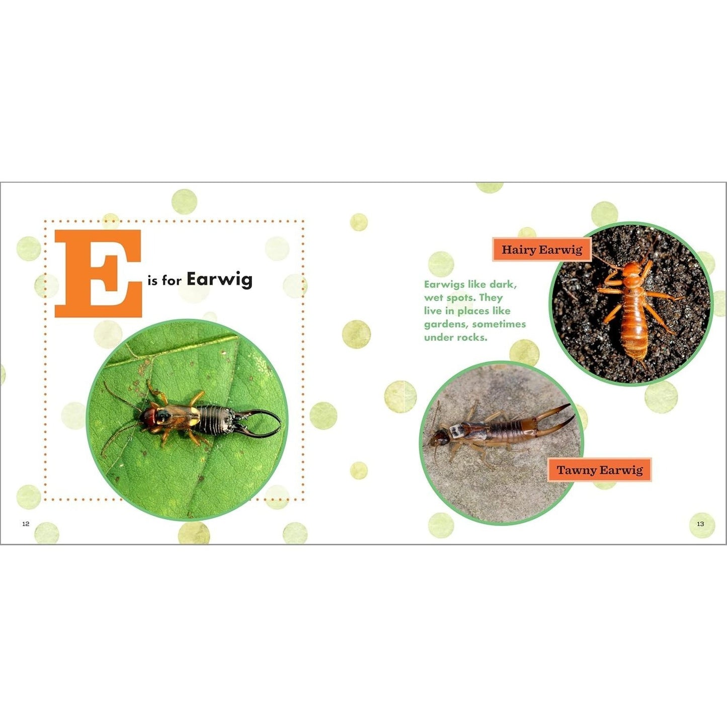 ABC Bug Book for Kids (Spiral Bound)