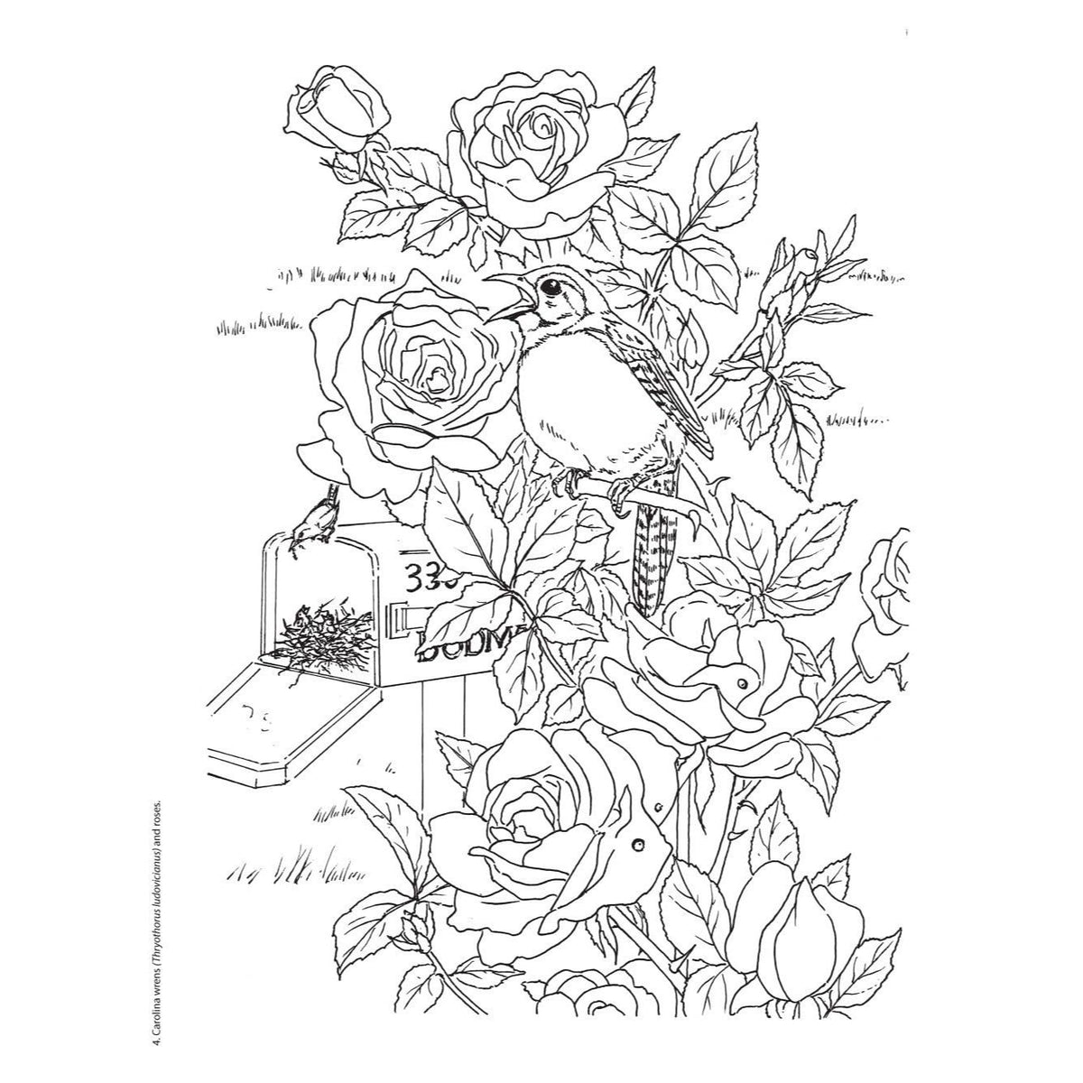 Creative Haven Beautiful Birds Coloring Book
