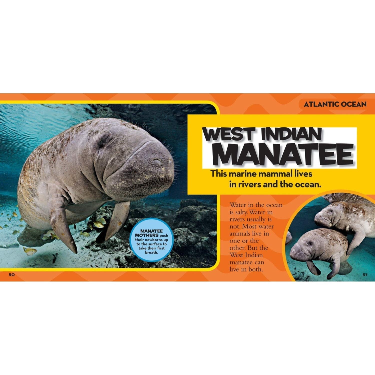 National Geographic Little Kids First Big Book of the Ocean (National Geographic Little Kids First Big Books) (Spiral Bound)