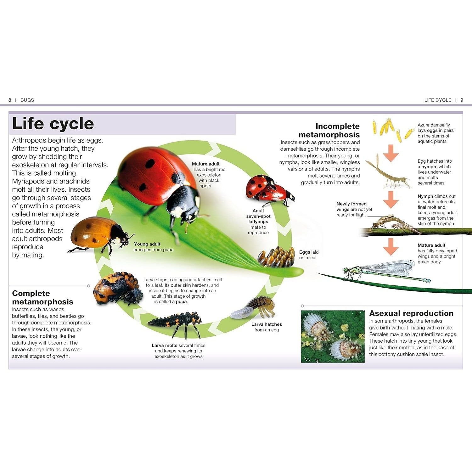 Pocket Genius Bugs: Facts at Your Fingertips (Pocket Genius) (Spiral Bound)